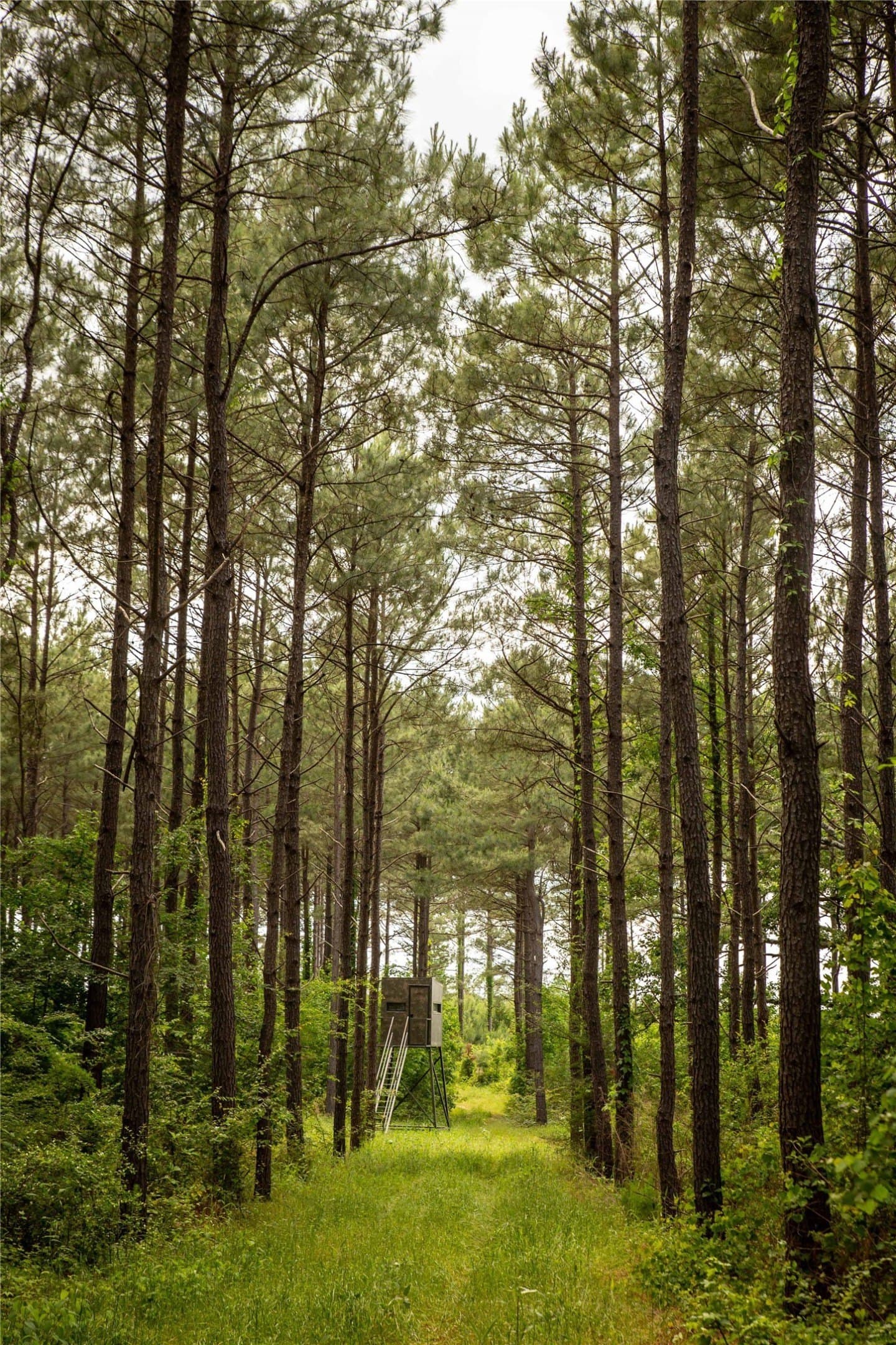 579 acres in Cass County - photo 3