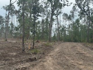 10 acres in Texas County gallery image 2