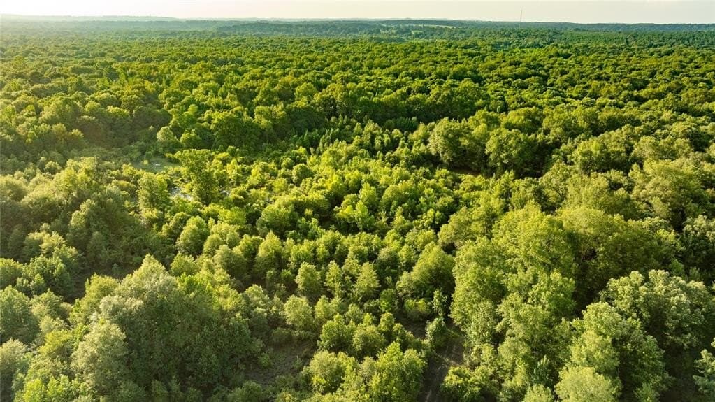 1,203 acres in Upshur County gallery image 4