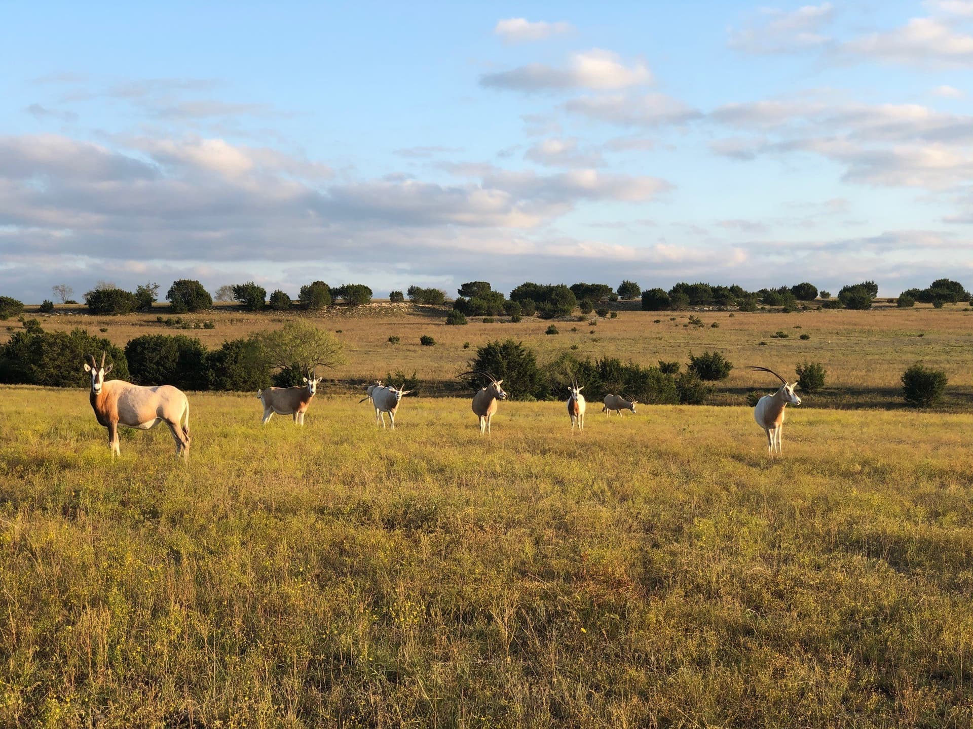 366.47 acres in Burnet County - photo 8