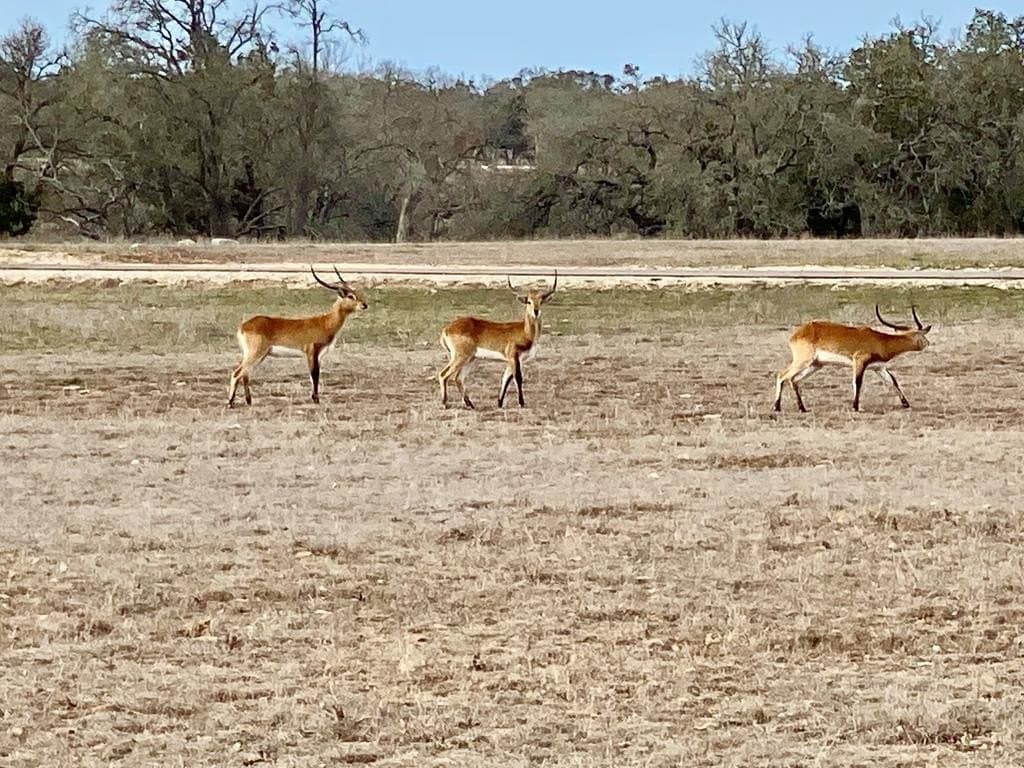5.1 acres in Gillespie County - photo 15