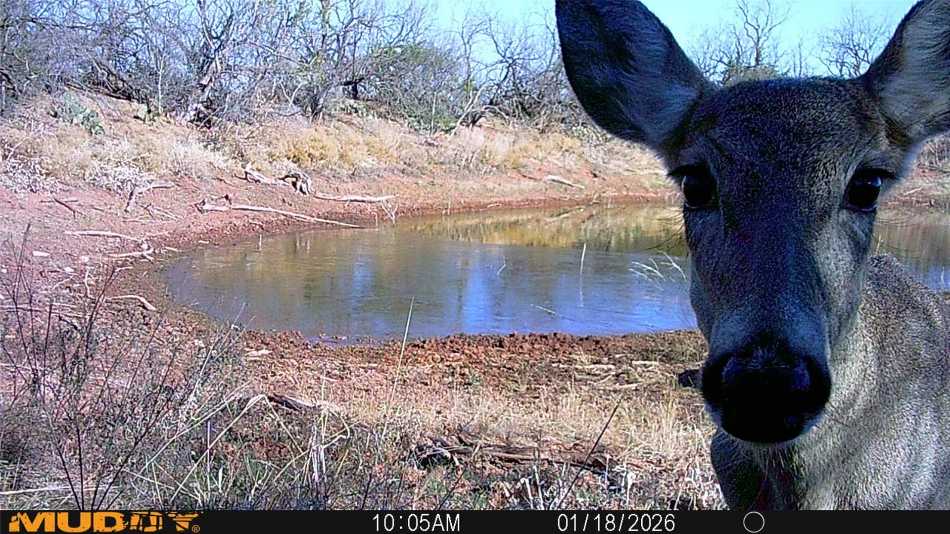 42.04 acres in Taylor County gallery image 4