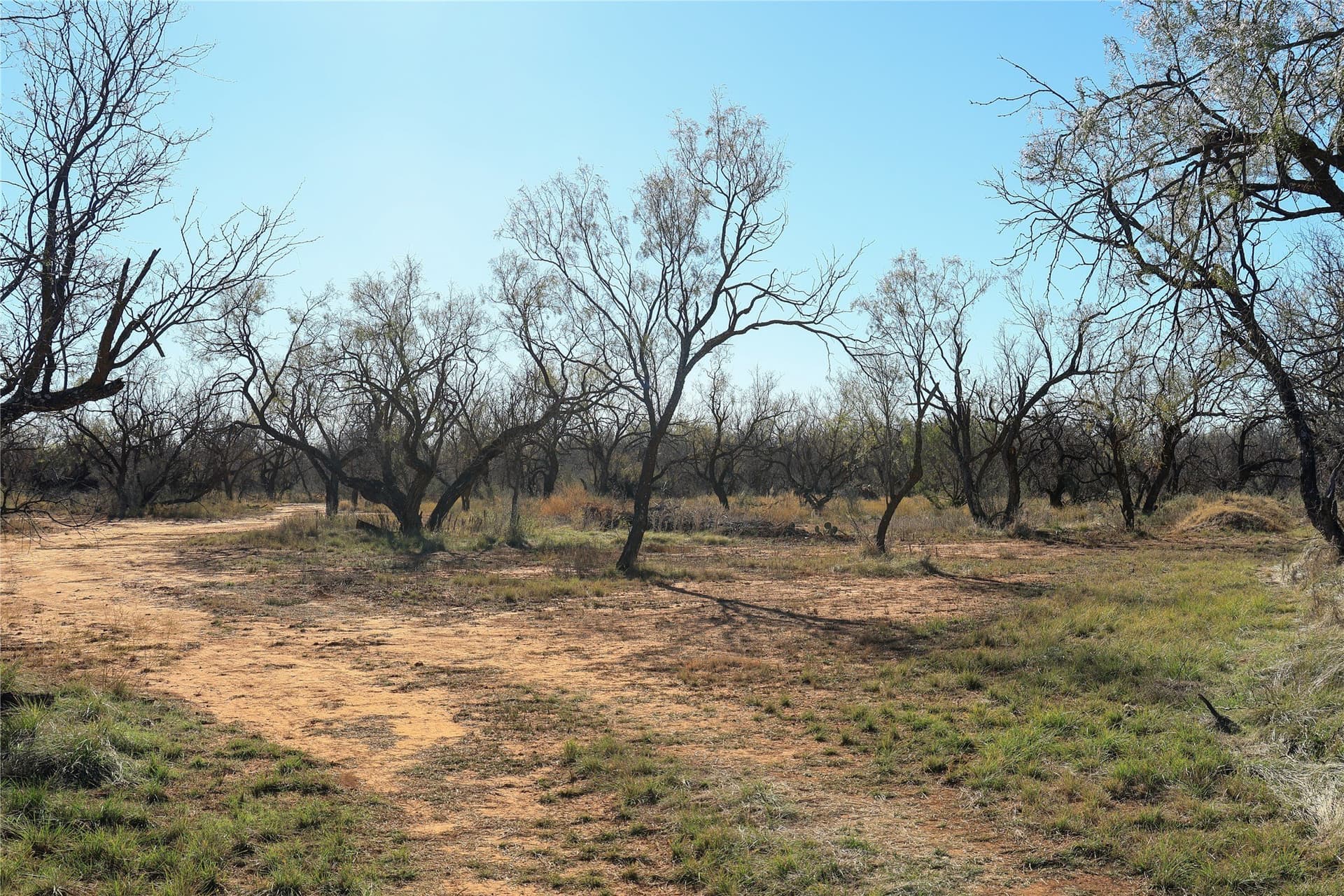 42.04 acres in Taylor County featured view