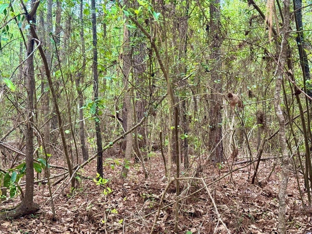 33.7 acres in Texas County - photo 6
