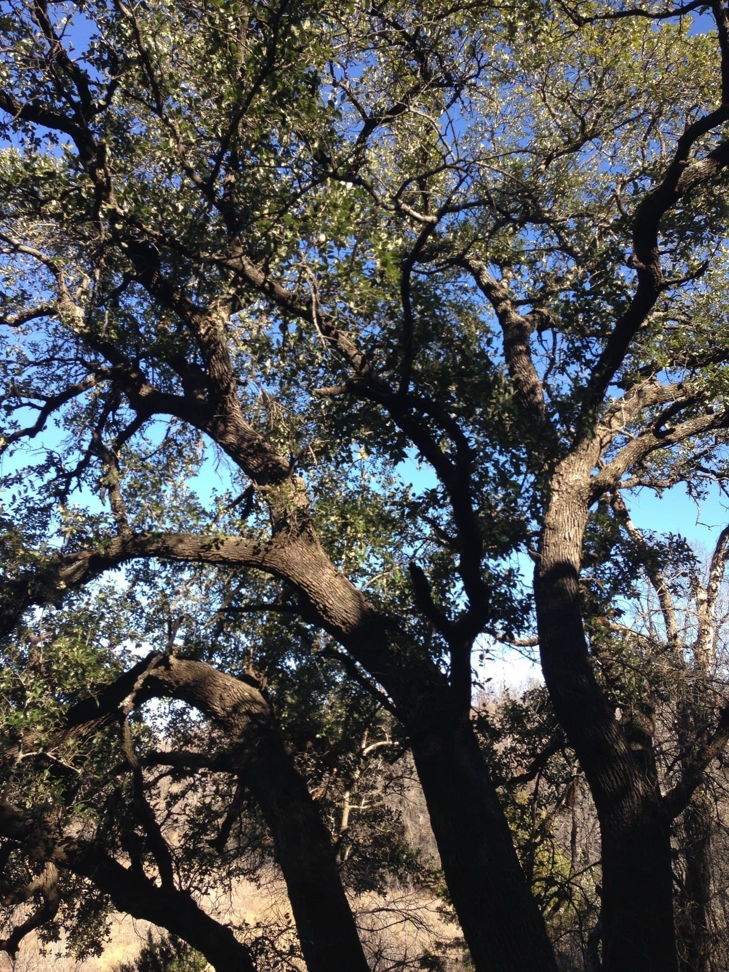 5.01 acres in Palo Pinto County