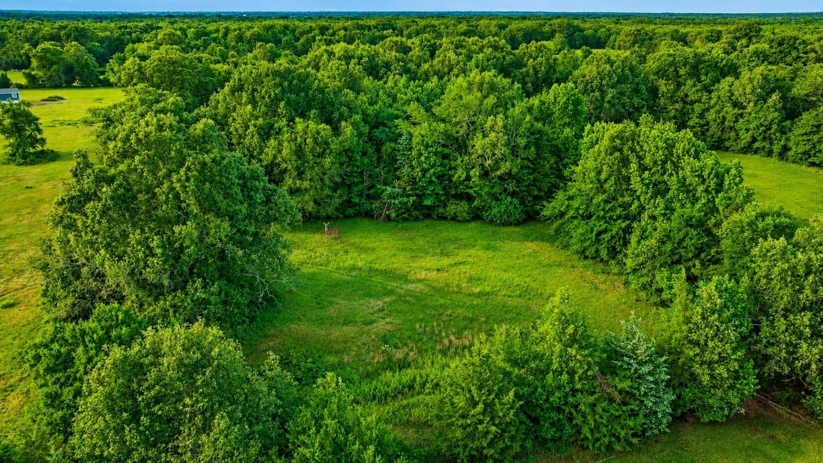 36.35 acres in Red River (TX) County - photo 37