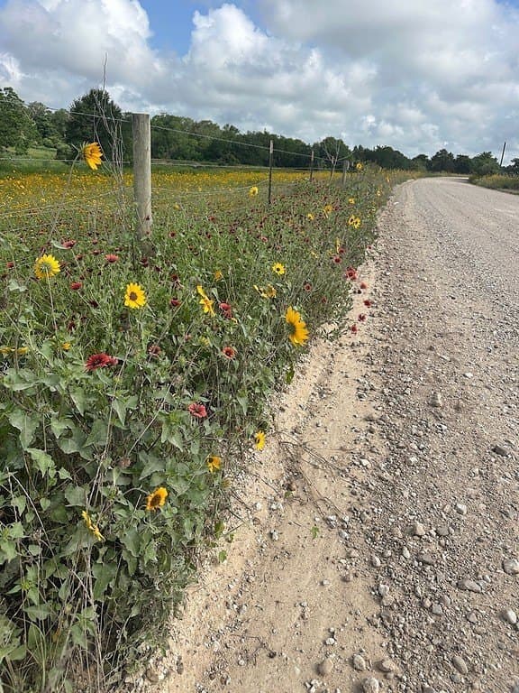 3 acres in Austin County - photo 29