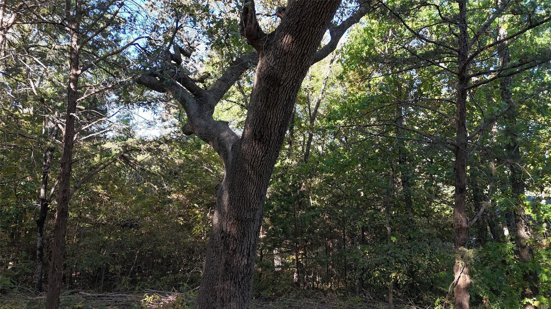 0.8 acres in Grayson County - photo 10