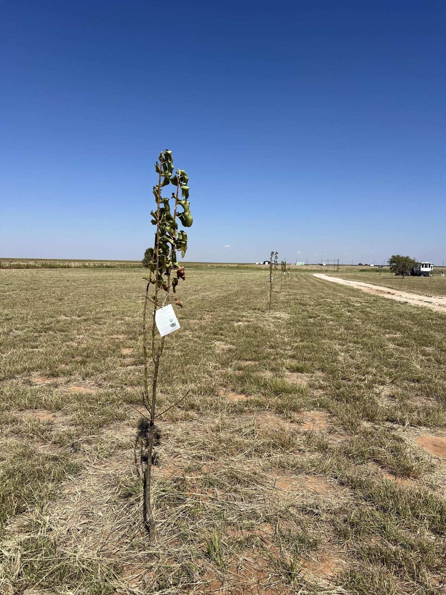 10 acres in Lubbock County gallery image 2