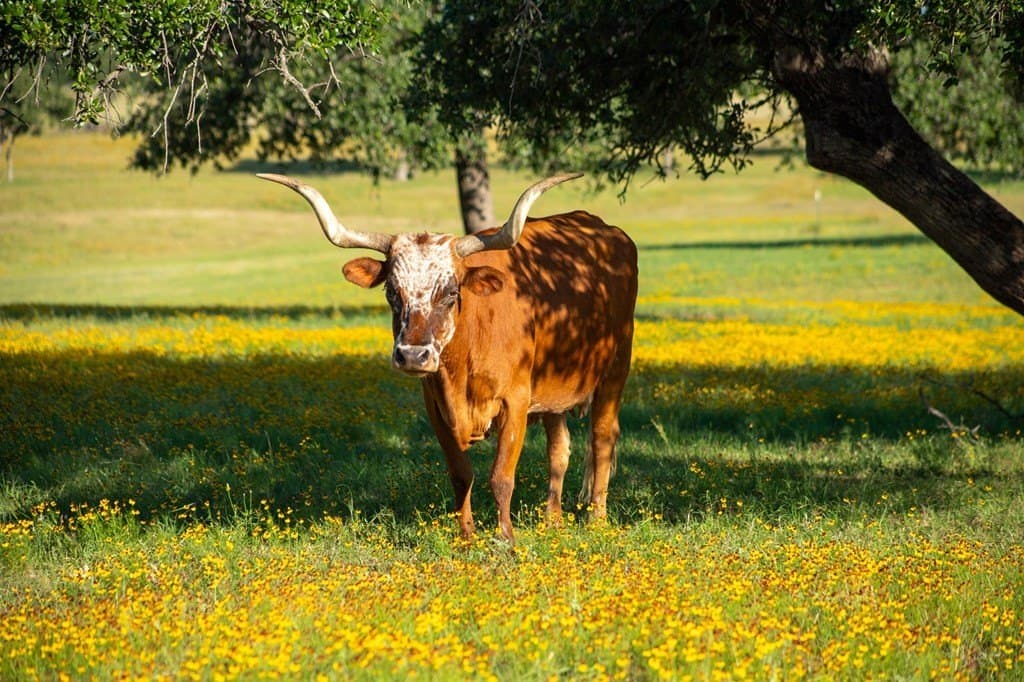 73.7 acres in Llano County - photo 85