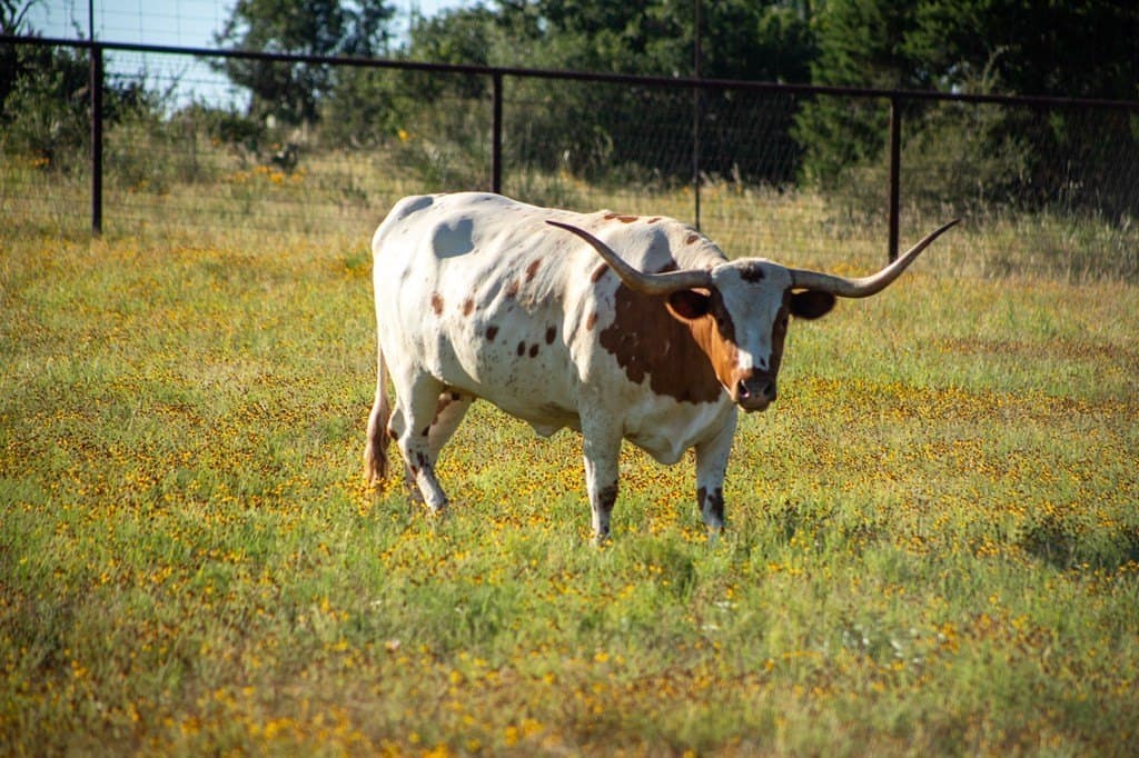 73.7 acres in Llano County - photo 86