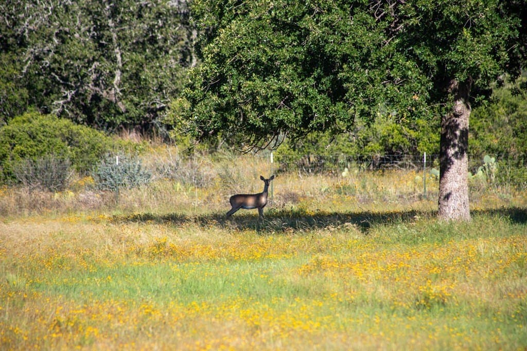 73.7 acres in Llano County - photo 88