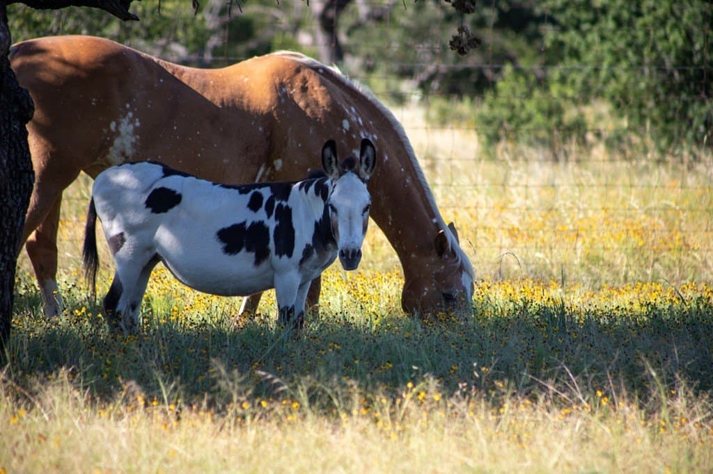 73.7 acres in Llano County - photo 82