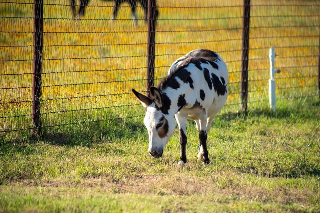 73.7 acres in Llano County - photo 87