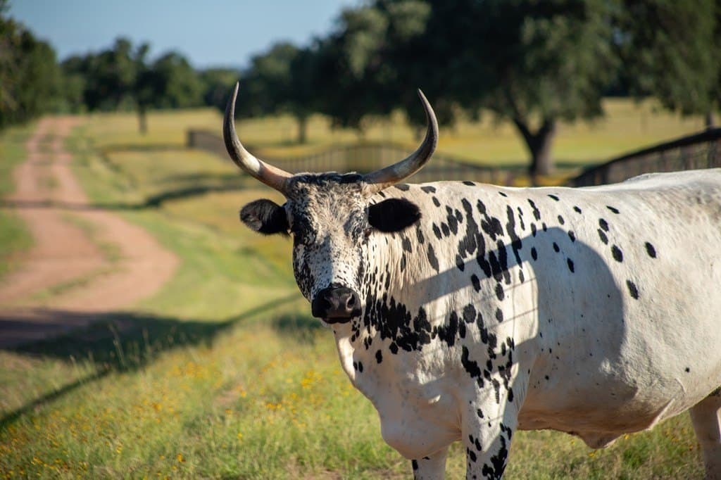 73.7 acres in Llano County - photo 57