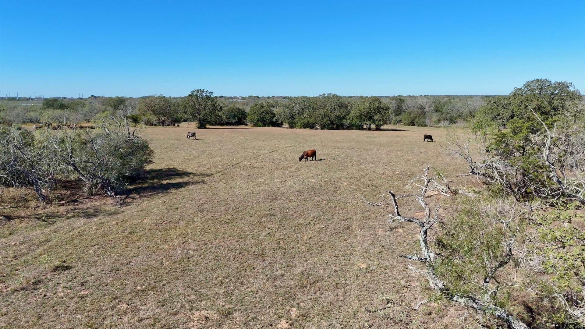 668 acres in Gonzales County featured view