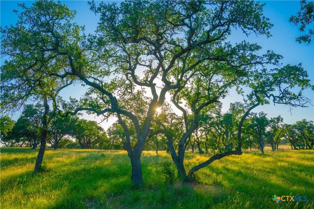 9 acres in Blanco County gallery image 4