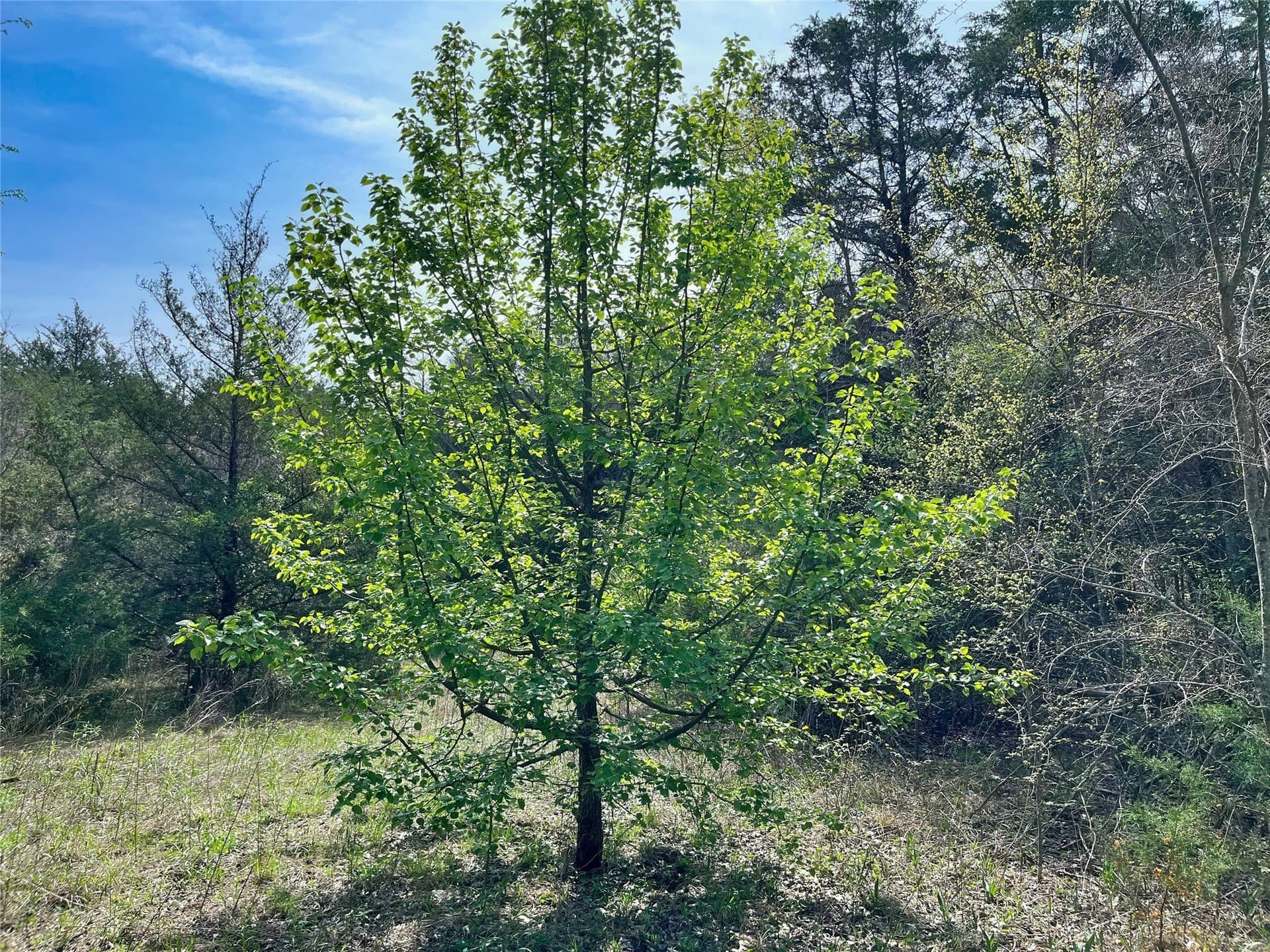 10.5 acres in Fannin County - photo 6