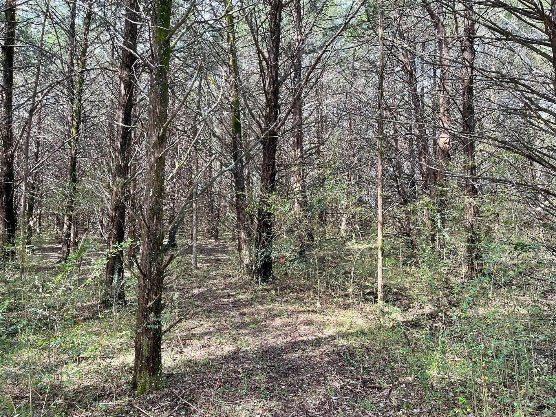 10.5 acres in Fannin County - photo 12