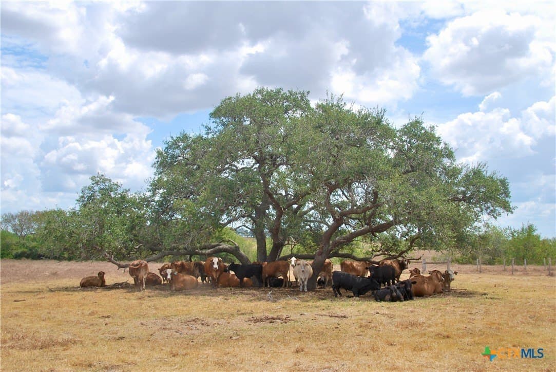 15.08 acres in Lavaca County - photo 29