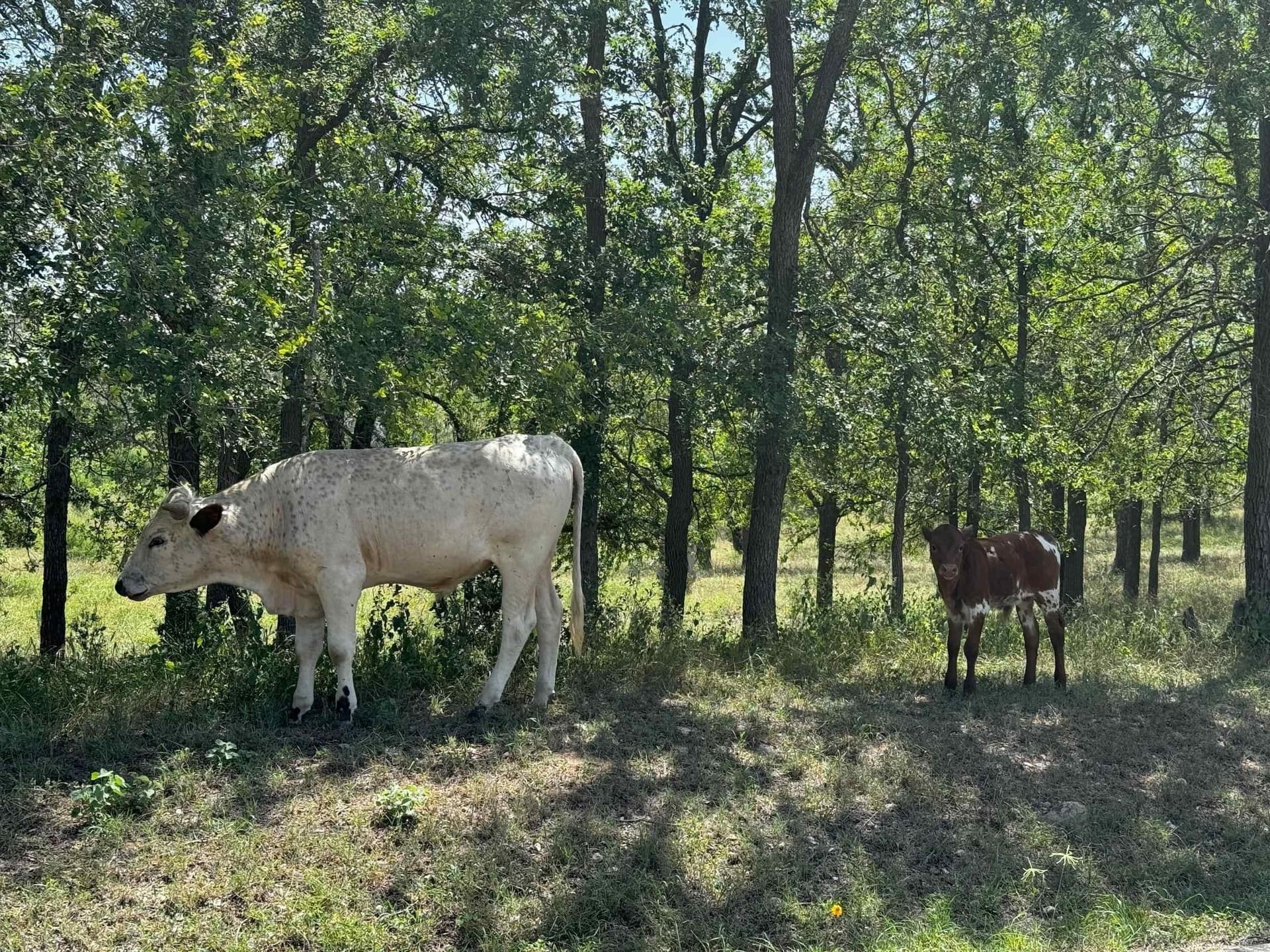 6 acres in Burnet County - photo 12