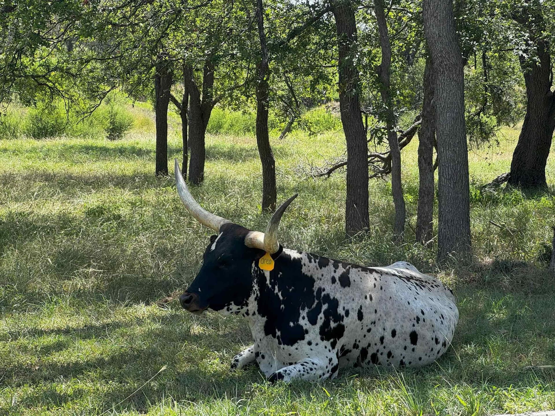 6 acres in Burnet County - photo 11