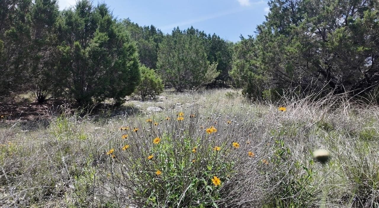450 acres in McCulloch County - photo 25