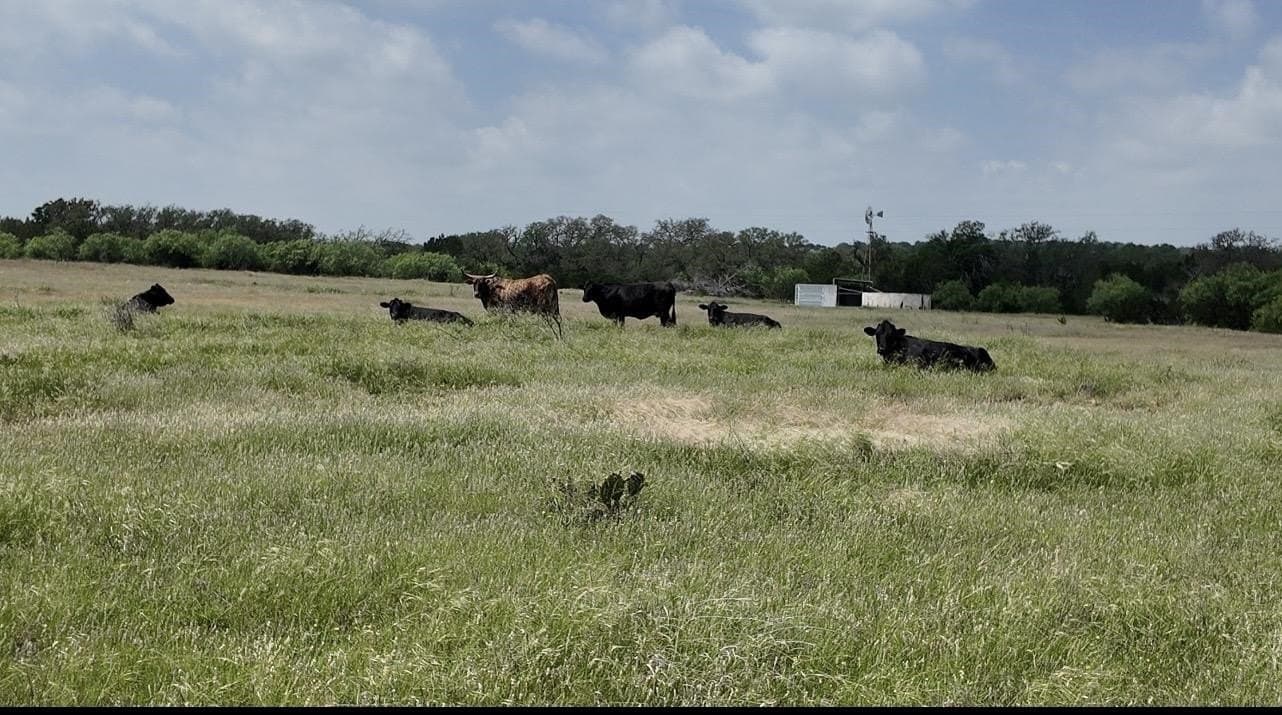 450 acres in McCulloch County - photo 17