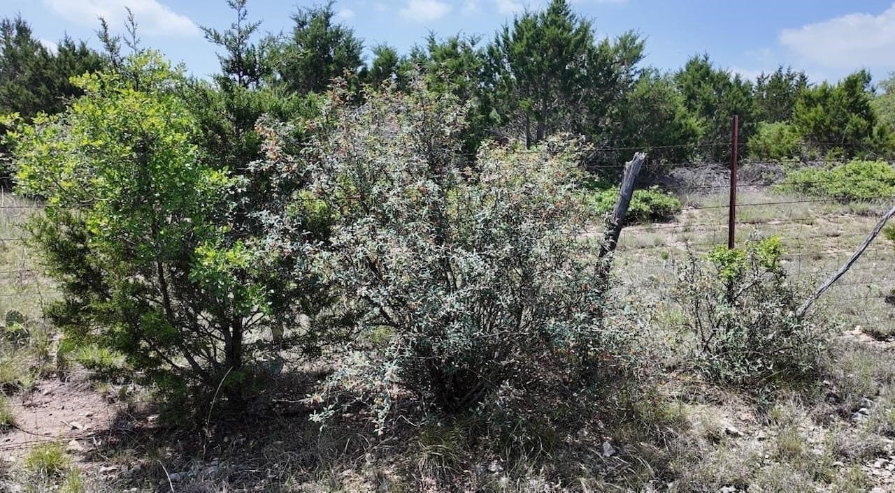 450 acres in McCulloch County - photo 26