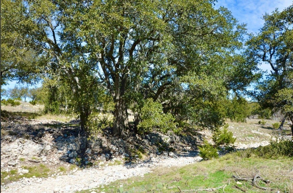 24.5 acres in Kimble County gallery image 4