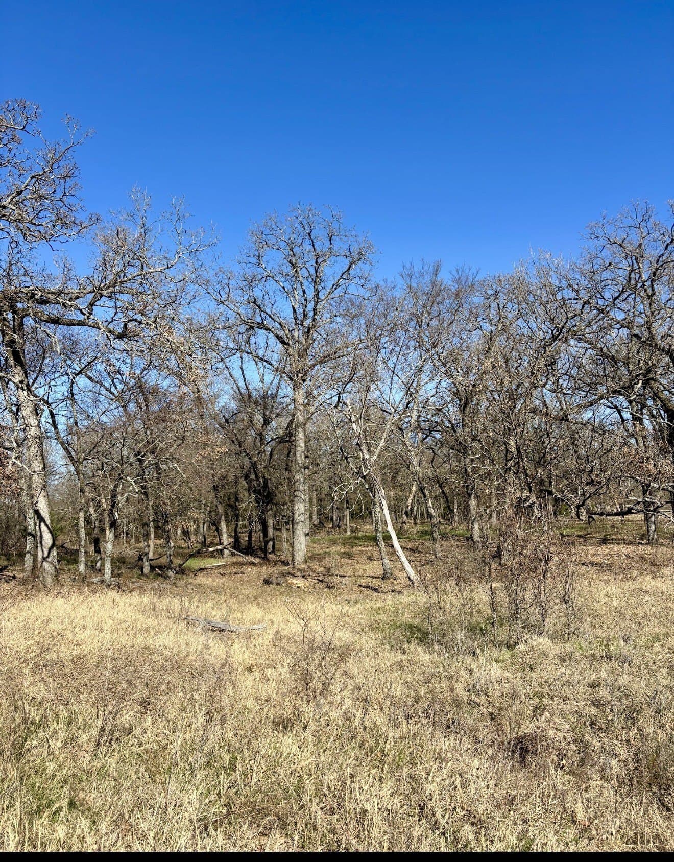 13.59 acres in Henderson County gallery image 4