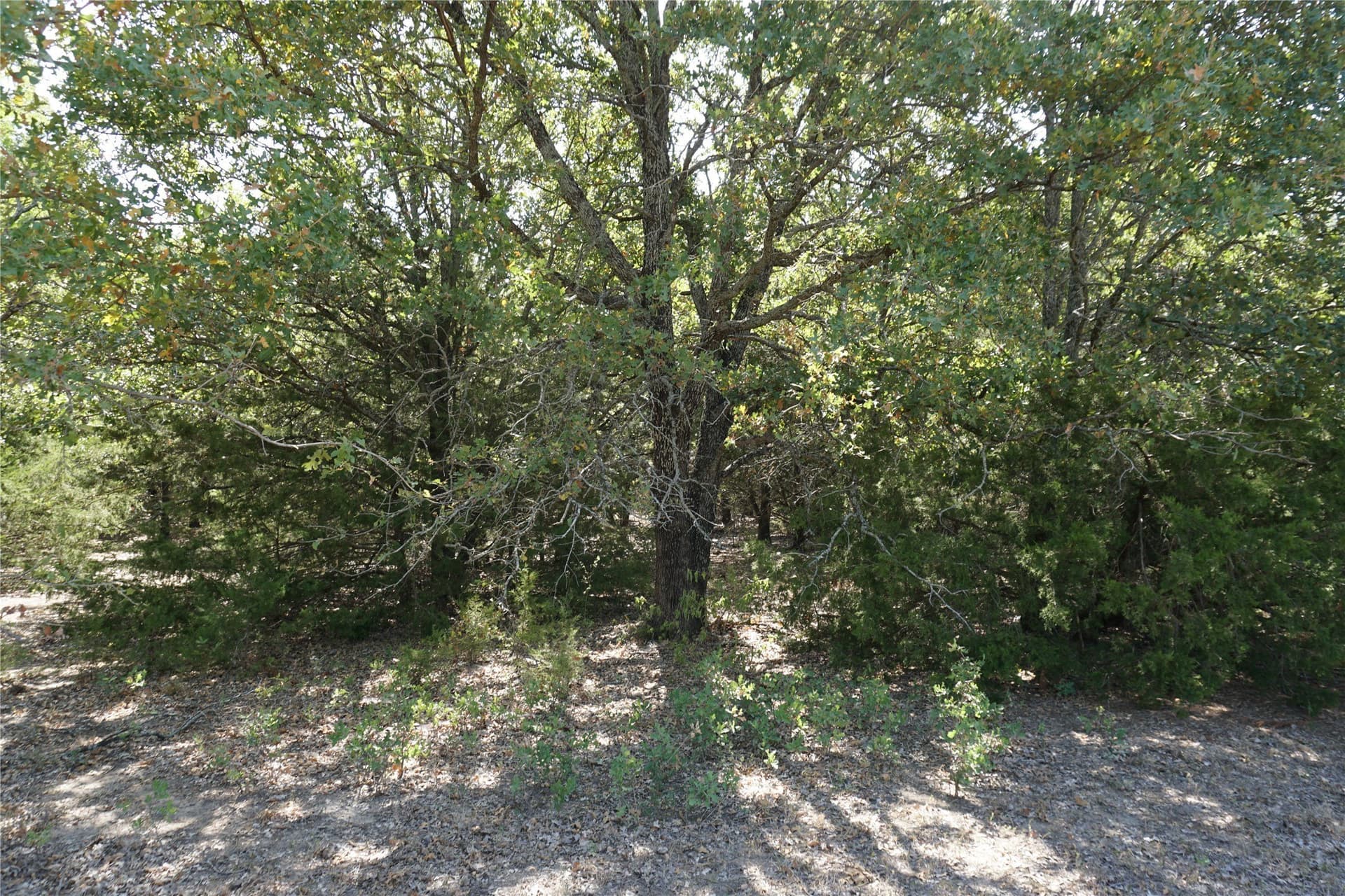 24.81 acres in Navarro County - photo 15