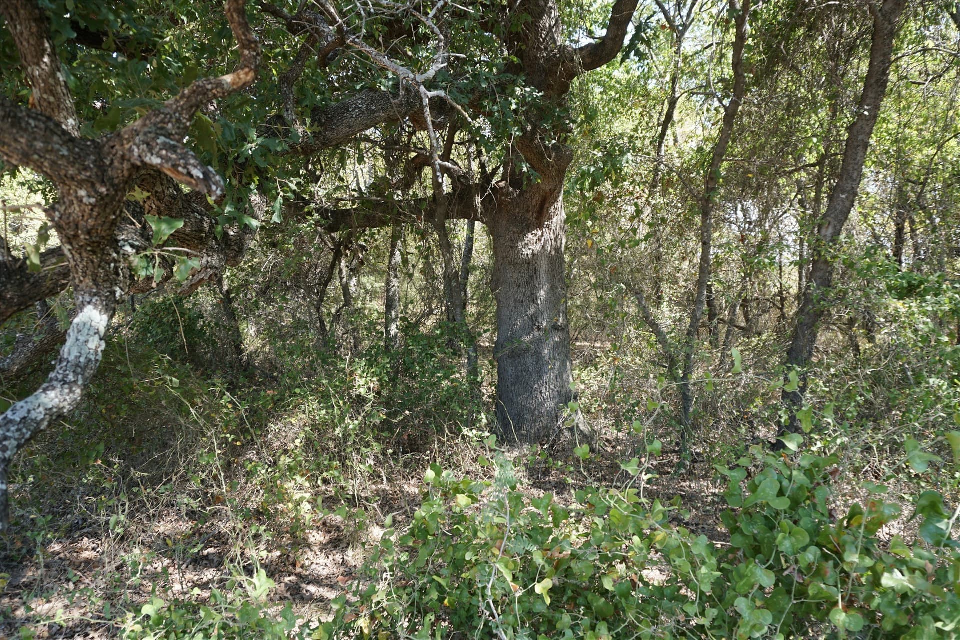 24.81 acres in Navarro County - photo 7