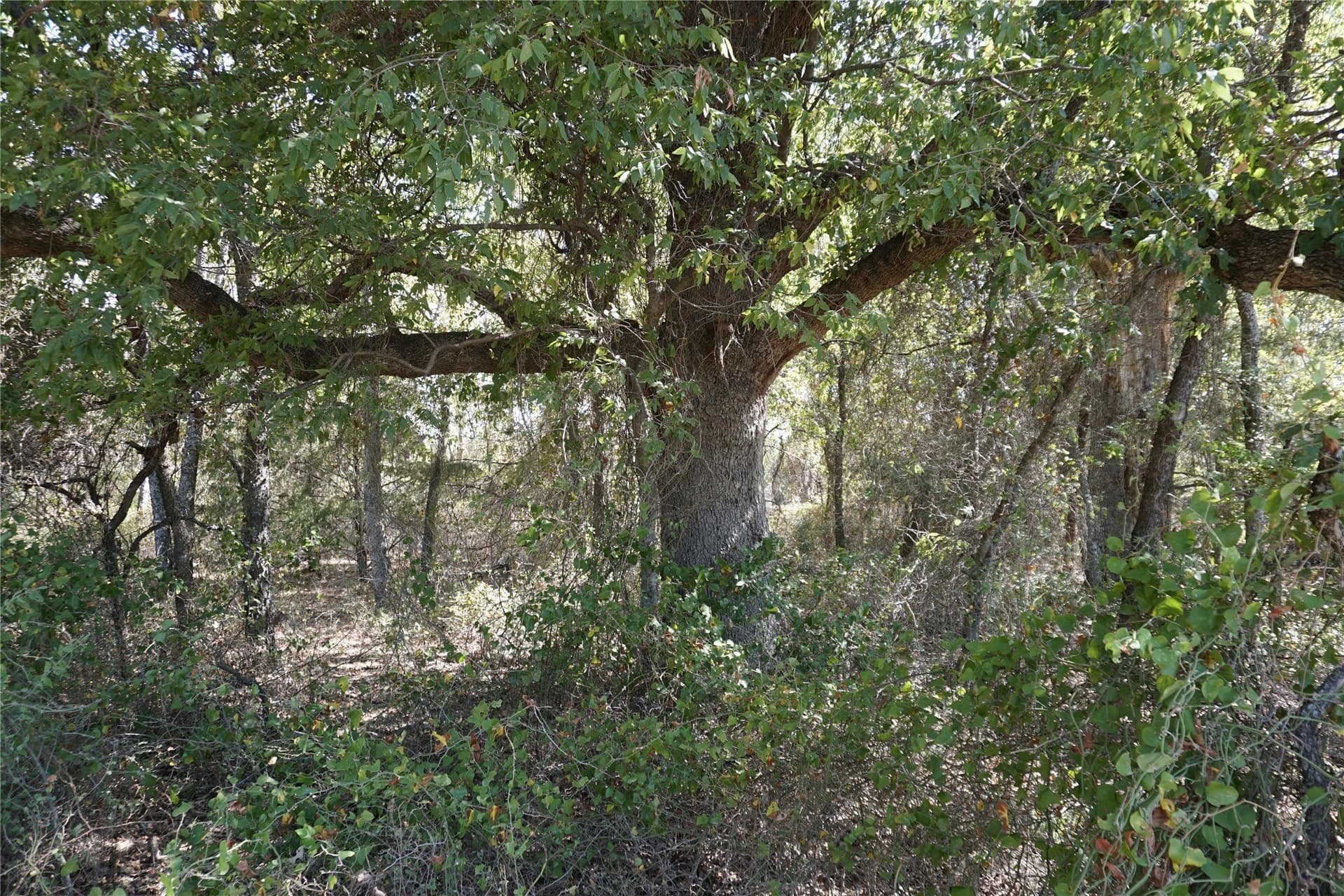 24.81 acres in Navarro County - photo 8