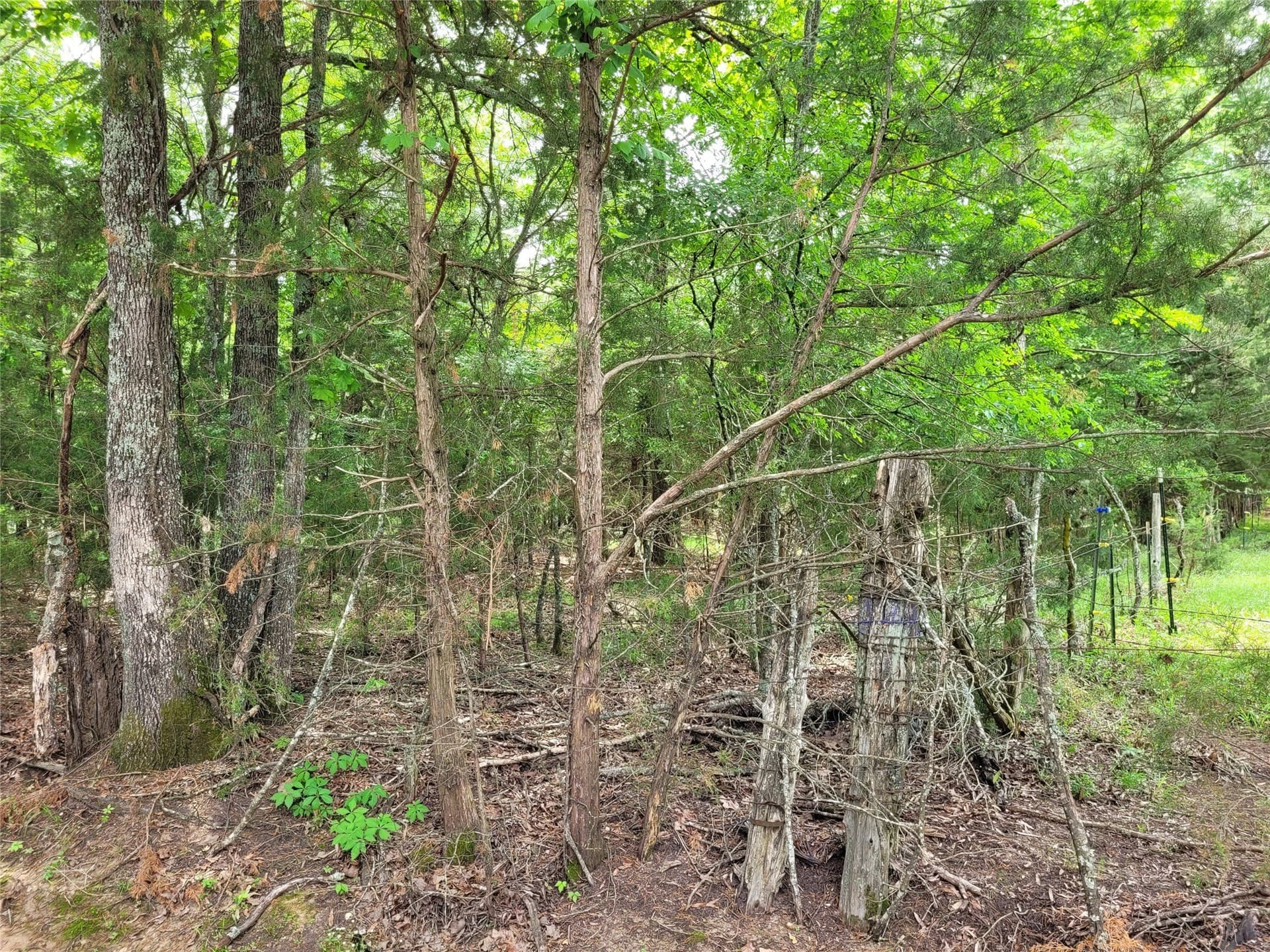 6 acres in Red River (TX) County gallery image 4