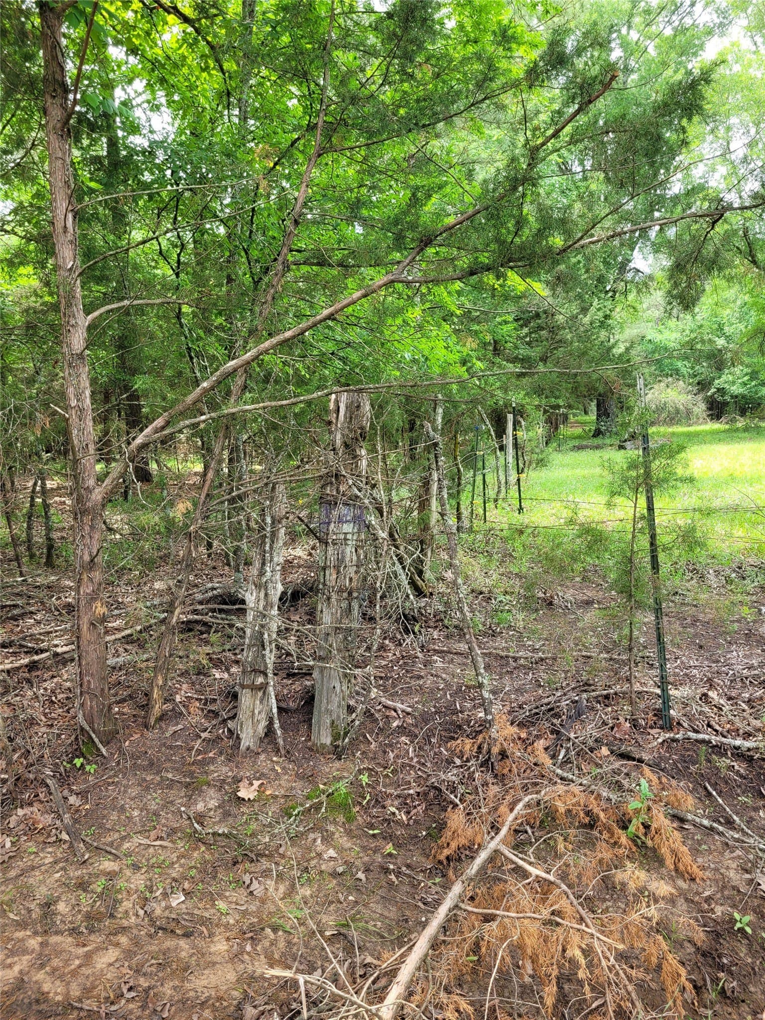 6 acres in Red River (TX) County gallery image 2