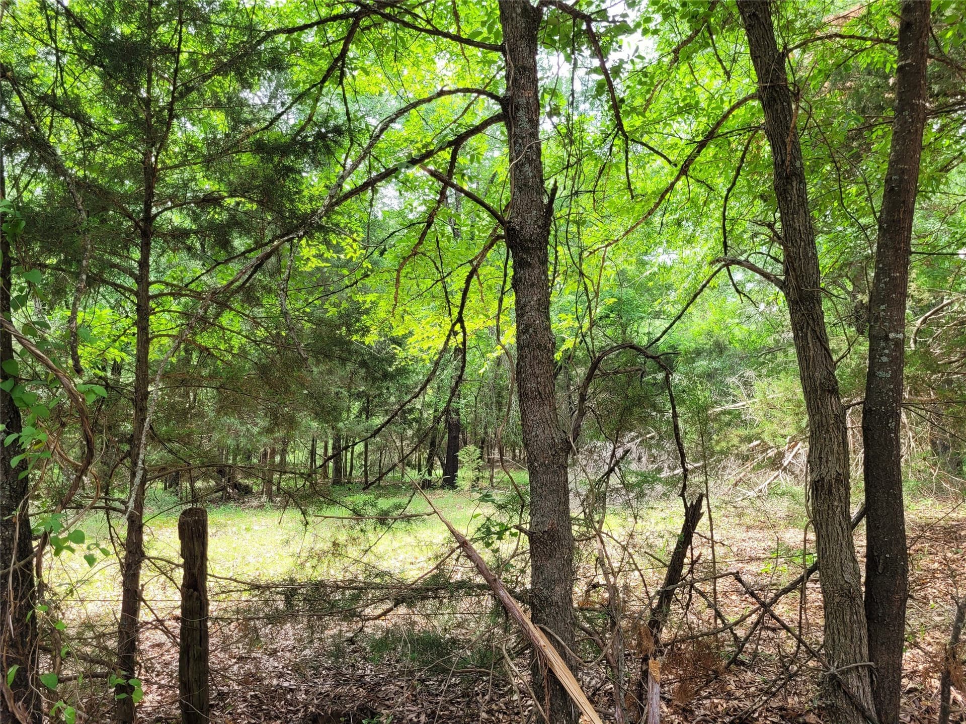 6 acres in Red River (TX) County gallery image 3