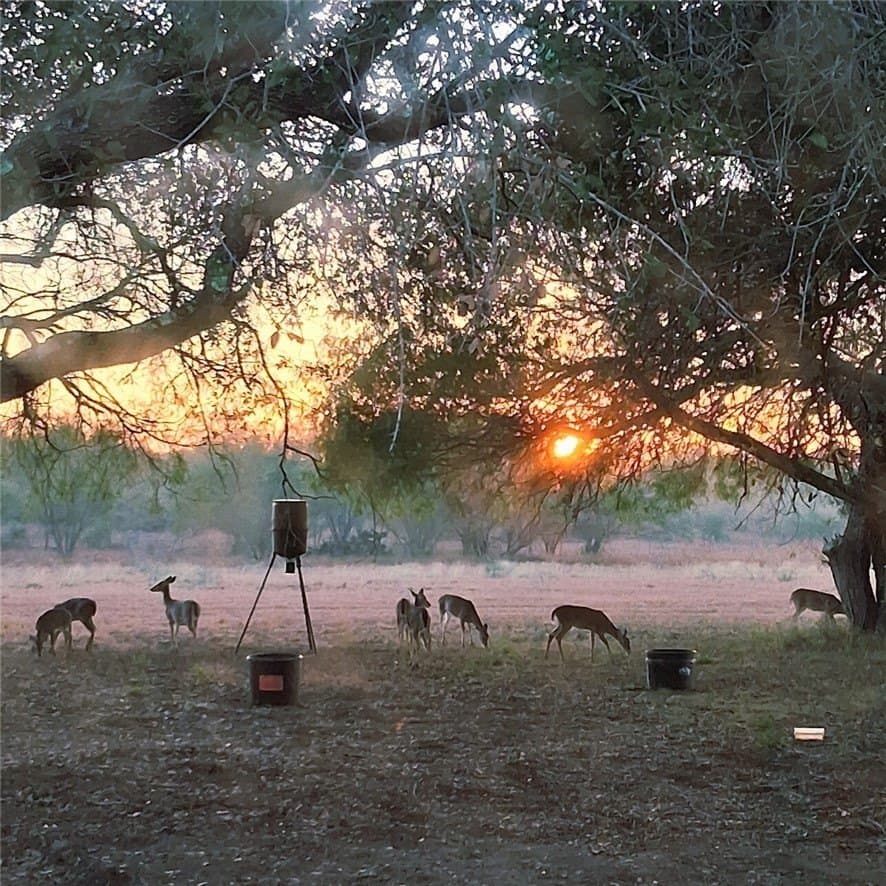 10 acres in Live Oak County - photo 31