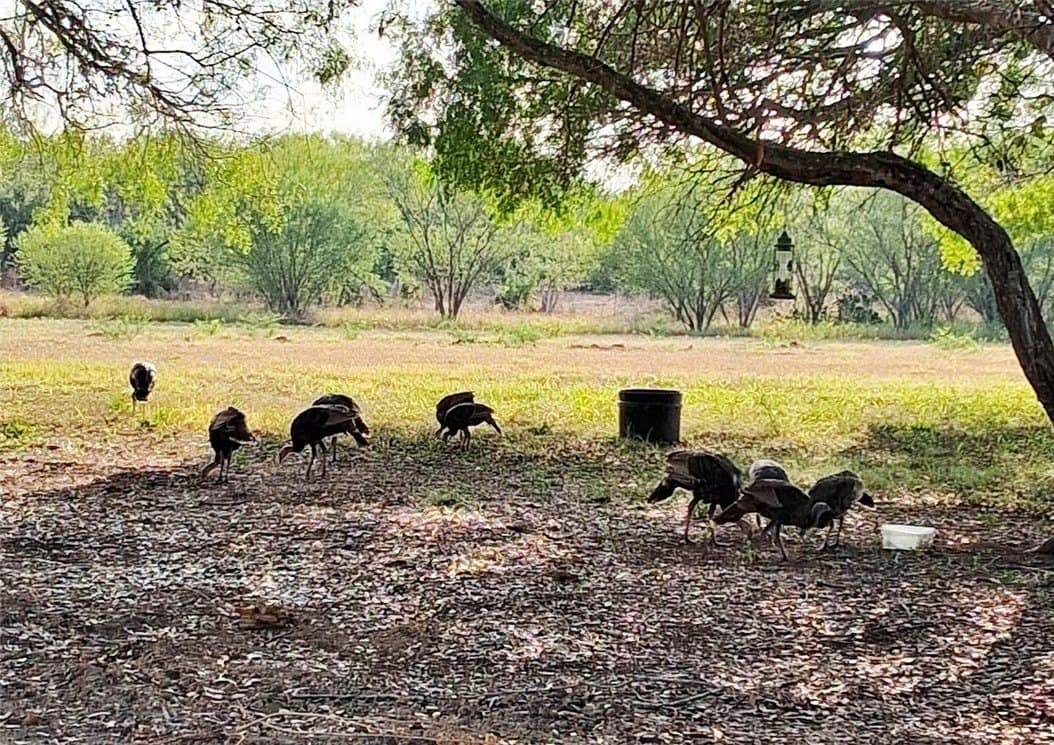 10 acres in Live Oak County - photo 32