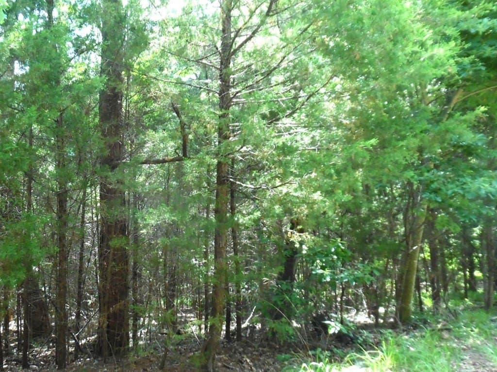 0.25 acres in Van Zandt County - photo 12