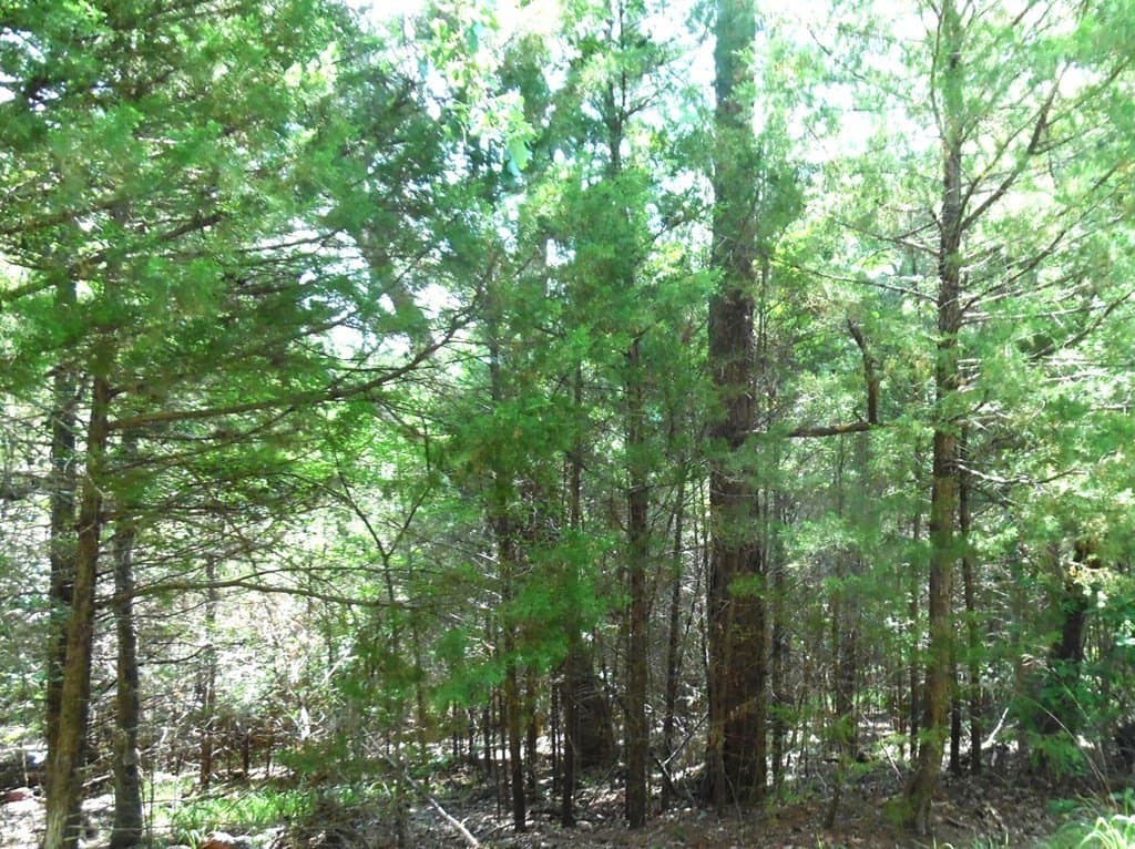 0.25 acres in Van Zandt County - photo 6