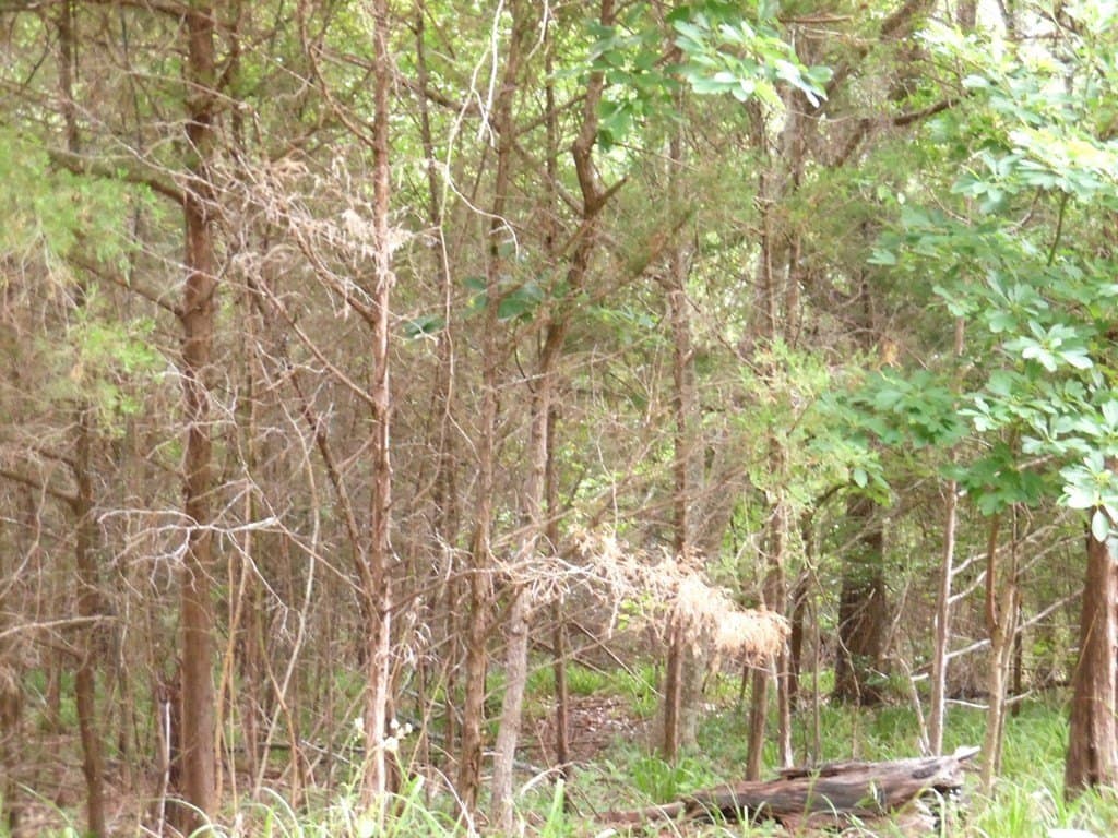 0.25 acres in Van Zandt County - photo 13