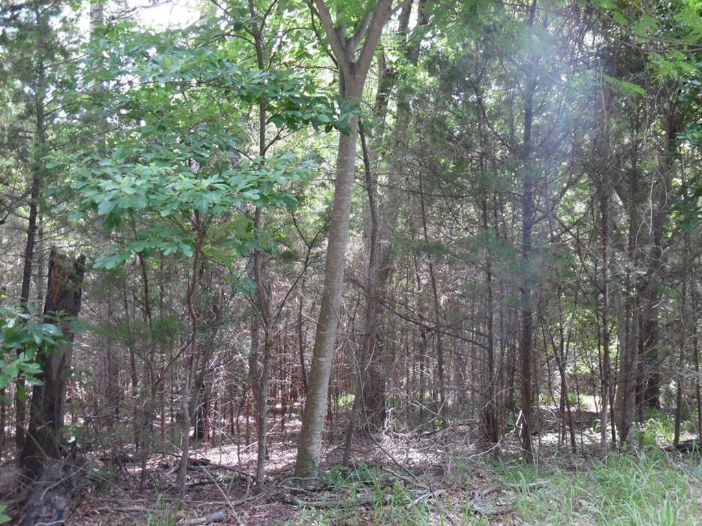 0.25 acres in Van Zandt County - photo 7