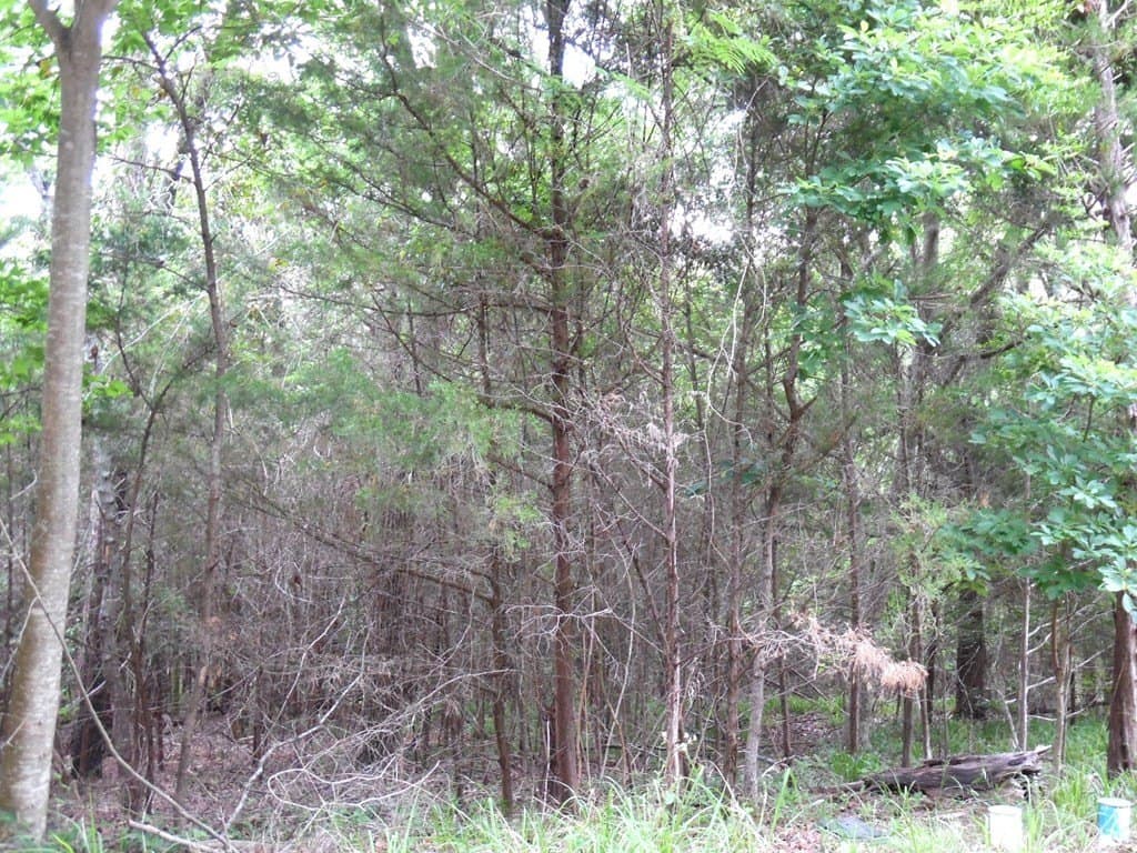 0.25 acres in Van Zandt County - photo 9