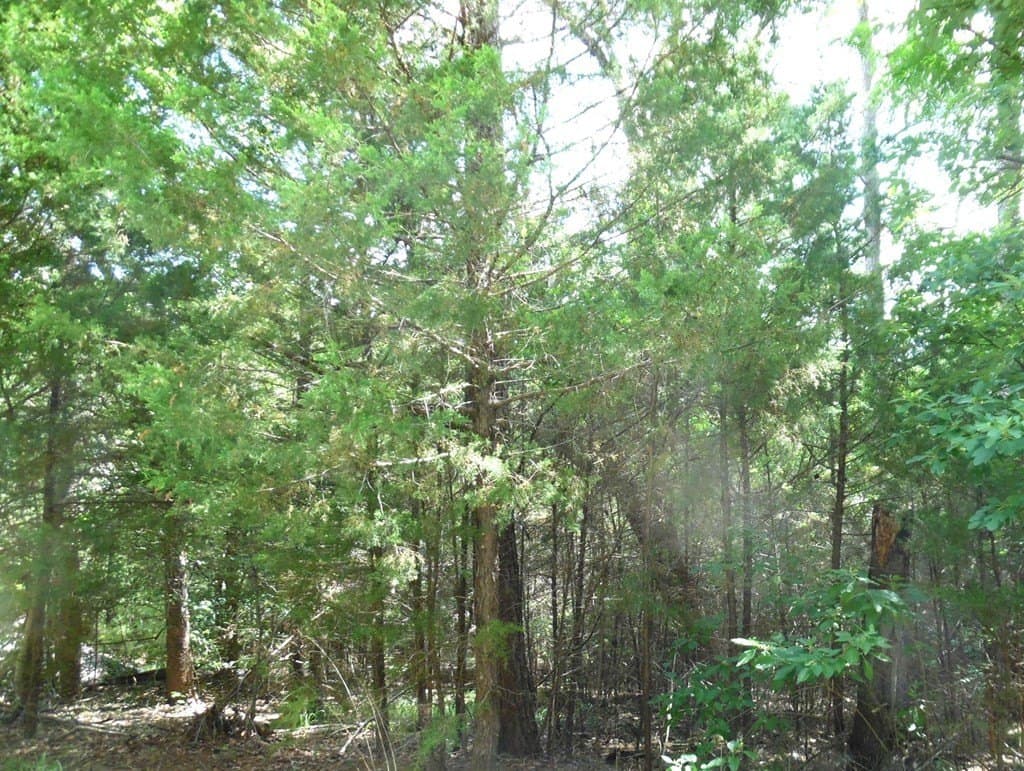 0.25 acres in Van Zandt County gallery image 2