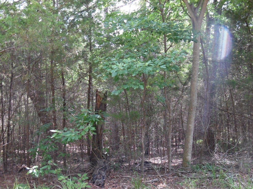 0.25 acres in Van Zandt County - photo 8