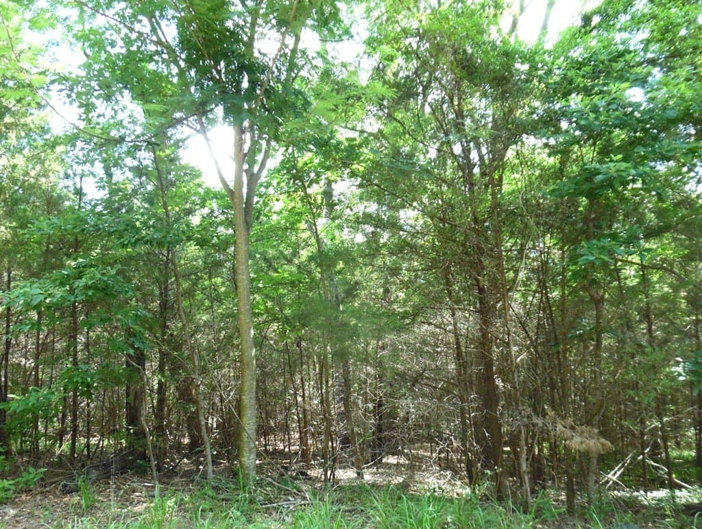 0.25 acres in Van Zandt County - photo 16