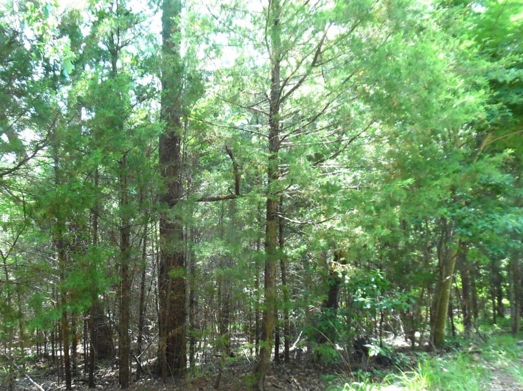 0.25 acres in Van Zandt County - photo 14