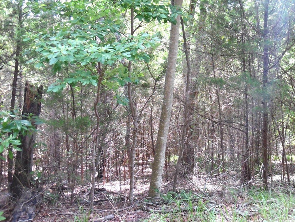 0.25 acres in Van Zandt County featured view