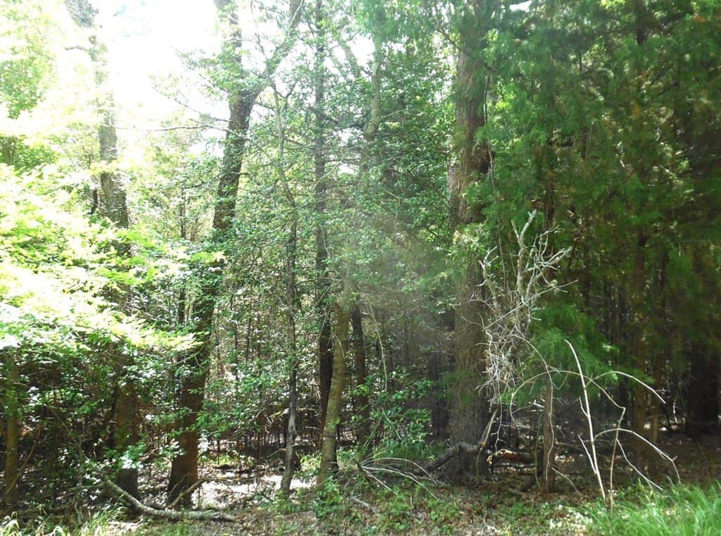0.25 acres in Van Zandt County - photo 10